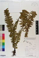 登錄號:P021665藏品圖，第1張