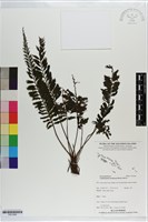 菲律賓厚葉蕨藏品圖，第1張