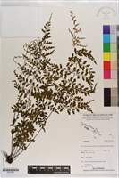 登錄號:P021668藏品圖，第1張