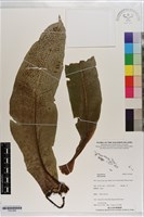 登錄號:P021669藏品圖，第1張