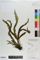 登錄號:P021671藏品圖，第1張
