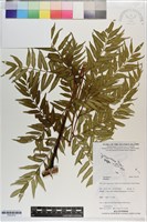 登錄號:P021672藏品圖，第1張