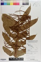 登錄號:P021673藏品圖，第1張