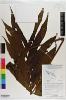 登錄號:P021675藏品圖，第1張