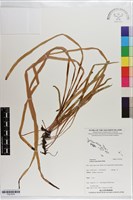 垂葉書帶蕨藏品圖，第1張