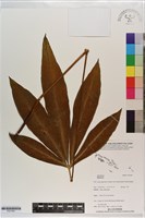 登錄號:P021681藏品圖，第1張