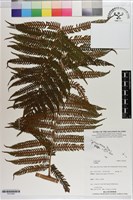 登錄號:P021683藏品圖，第1張