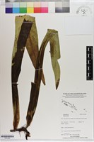 登錄號:P021685藏品圖，第1張