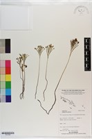 分枝莎草蕨藏品圖，第1張