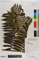 登錄號:P021687藏品圖，第1張