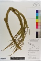 登錄號:P021688藏品圖，第1張