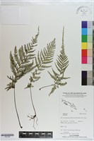 登錄號:P021689藏品圖，第1張