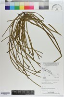 登錄號:P021690藏品圖，第1張
