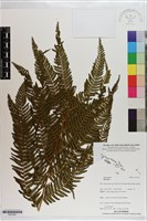 登錄號:P021691藏品圖，第1張