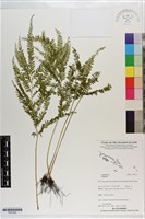 登錄號:P021692藏品圖，第1張