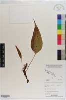 登錄號:P021696藏品圖，第1張
