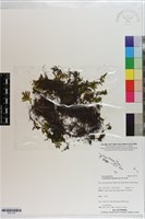 登錄號:P021703藏品圖，第1張