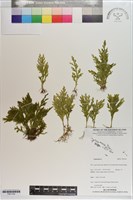 登錄號:P021704藏品圖，第1張