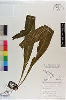 登錄號:P021706藏品圖，第1張