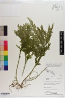 登錄號:P021707藏品圖，第1張