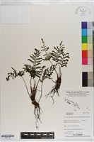 登錄號:P021708藏品圖，第1張