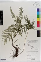 登錄號:P021709藏品圖，第1張