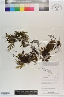 登錄號:P021710藏品圖，第1張