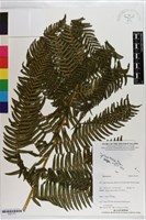 登錄號:P021711藏品圖，第1張