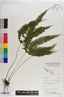 登錄號:P021712藏品圖，第1張