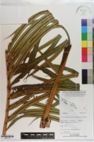 登錄號:P021714藏品圖，第1張