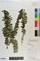 登錄號:P021715藏品圖，第1張