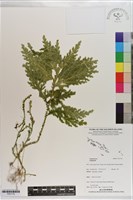 登錄號:P021718藏品圖，第1張