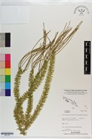 登錄號:P021720藏品圖，第1張