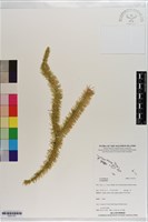 登錄號:P021721藏品圖，第1張