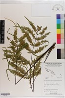 登錄號:P021724藏品圖，第1張