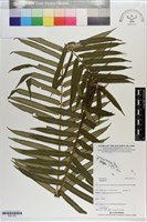 登錄號:P021725藏品圖，第1張