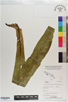 登錄號:P021726藏品圖，第1張