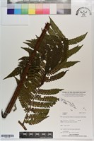 登錄號:P021730藏品圖，第1張