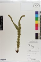 登錄號:P021731藏品圖，第1張