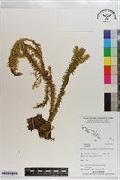 登錄號:P021732藏品圖，第1張