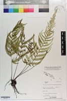 登錄號:P021733藏品圖，第1張