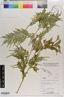 登錄號:P021734藏品圖，第1張