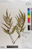 登錄號:P021735藏品圖，第1張