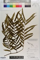 登錄號:P021736藏品圖，第1張