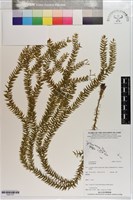 登錄號:P021737藏品圖，第1張