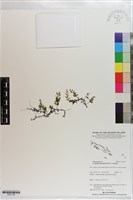 厚邊蕨藏品圖，第1張