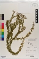 登錄號:P021740藏品圖，第1張