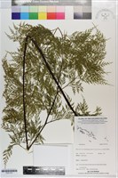 登錄號:P021741藏品圖，第1張