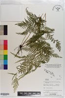 登錄號:P021742藏品圖，第1張