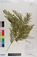 登錄號:P021743藏品圖，第1張